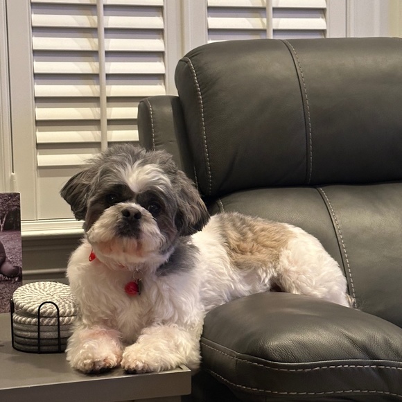 Meet your Posher, Sheri - Picture 5 of 6